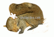 squirrel